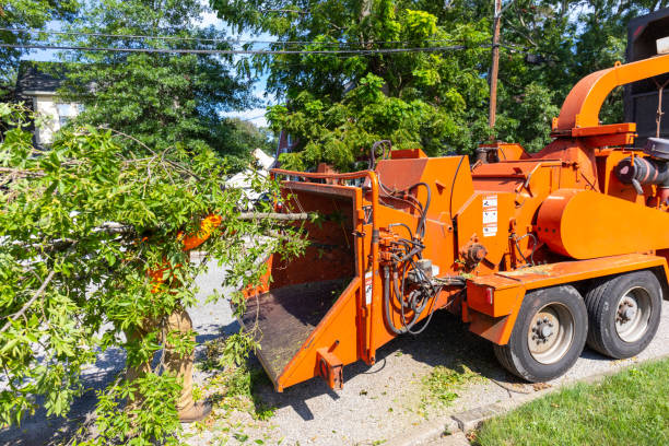 Centerville, OH Tree Service Company